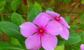 长春花的花朵怎么越开越小（长春花花朵为什么越长越小）