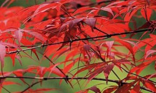 怎样使红枫叶子更红 怎么让红枫叶子更红