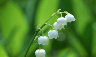 铃兰花有毒吗（香水铃兰花有毒吗）