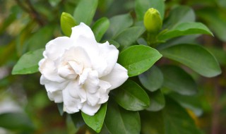 栀子花多大盆合适（栀子花多大盆合适栽）