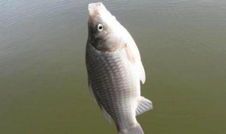 在3米深水钓小鲫鱼怎么调漂(在3米深水钓小鲫鱼怎么调漂好)