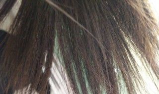 头发分叉发黄怎么办（头发分叉变黄怎么办）