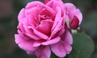 四川适合种什么花（四川适合种什么花草）