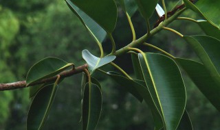 印度榕怎么养 印度榕怎么养殖方法