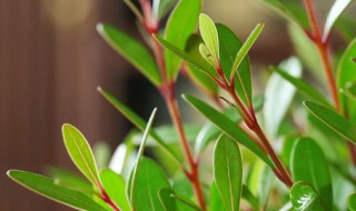 紫檀花卉的养殖方法是什么 紫檀花如何养