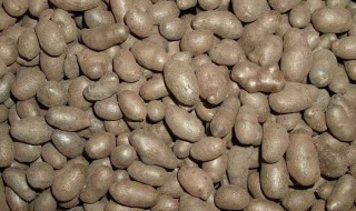 山药的种子是什么样的（山药的种子叫什么名字）