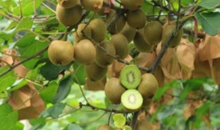 猕猴桃供货季节（猕猴桃销售季节）