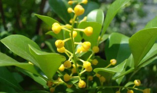 米兰适合在室内养吗 米兰适合在室内养吗?