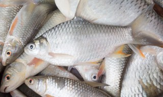 草鱼会自己繁殖吗 草鱼是怎么繁殖后代的