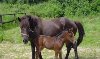 穆公见之使行求马翻译 穆公亡马文言文及翻译