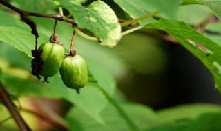 为什么猕猴桃开花不结果(为什么猕猴桃开花不结果子)