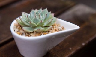 多肉的气味是什么味（多肉的气味是什么味道）