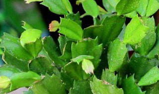 蟹爪兰的嫁接养殖方法 蟹爪兰的嫁接养殖方法图解