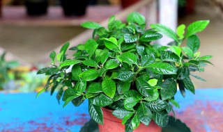 夏天养栀子花怎么养啊（栀子花夏天养殖方法和注意事项）