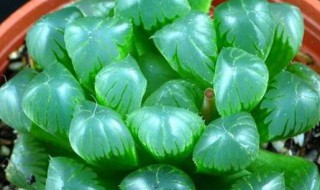 玉露的养殖方法和注意事项如何换土 玉露的养殖方法和浇水