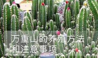 肉肉万重山的养殖方法和注意事项（多肉万重山的寓意）