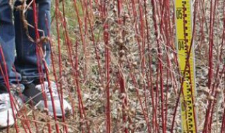 红瑞木怎么养 红瑞木怎么养护和浇水