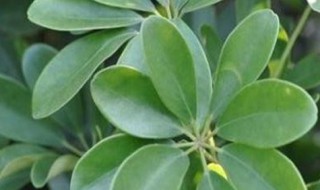 七叶莲栽培的养殖方法(七叶莲栽培的养殖方法和技术)