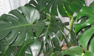 龟背竹的养殖方法和注意事项(龟背竹的寓意与风水)