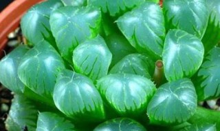 多肉植物玉露的养殖方法和注意事项（多肉植物玉露怎么养殖方法）