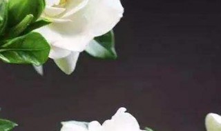 桅子开花期间怎么管理（桅子开花期间怎么管理）