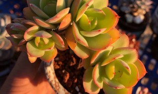 碧桃缀怎么养（碧桃缀化多肉状态图）