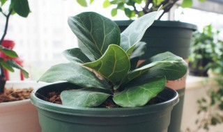 风琴叶榕怎么养（风琴 月季）