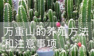 花卉万重山养殖方法 花卉万重山养殖方法和技术