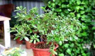 杜鹃室外怎么养(杜鹃花的室外养殖方法和注意事项)