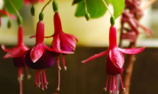 怎么养吊金钟 怎样养吊金钟