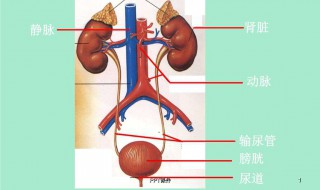 怎样判断输尿管结石已经排出体外（如何判断输尿管结石是否排出来了）