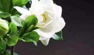 开花的树有哪些 冬天开花的树有哪些