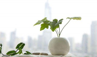 水培植物用什么肥料（水培绿萝用什么肥料）