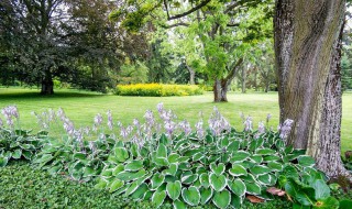 适合庭院种植的矮花树 适合庭院种植的矮花树品种