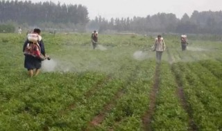 花生叶面肥自己怎么配 花生叶面肥用什么高产