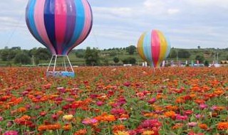 襄垣花海几月开放 襄垣花海开放时间