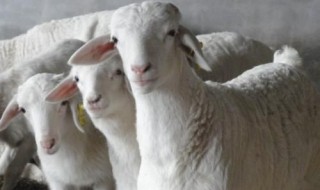 小尾寒羊公母都有角吗(小尾寒羊公羊有不长角的吗)