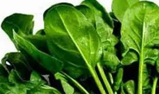 孕妇吃波菜的功效与作用 波菜对孕妇好吗