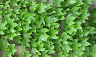 耐寒耐热的爬墙植物（耐寒爬墙植物有哪些）