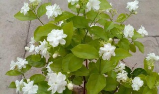 红糖水发酵后可以用来浇花吗（红糖水发酵后可以用来浇花吗视频）