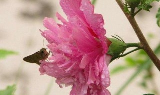 木槿花黄叶是怎么回事 木槿花老是黄叶怎么办