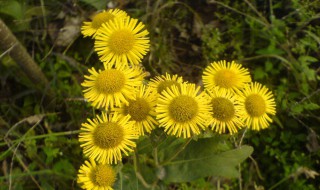 茱瘐什么意思（茱读音是什么意思）