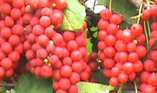 咸五味子功效与作用（咸 五味）