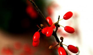 茱梗什么意思（茱茱是什么意思）