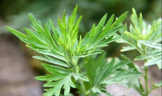 孕妇可以用艾草的功效与作用禁忌 孕妇可以用艾叶草吗