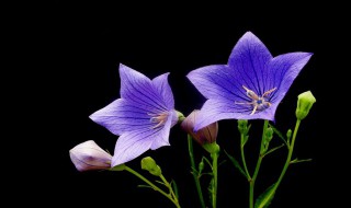 桔梗的药用及功效与作用 桔梗的药用功效和作用