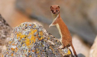 黄鼠狼进家是吉是凶（黄鼠狼真的会报复人吗）