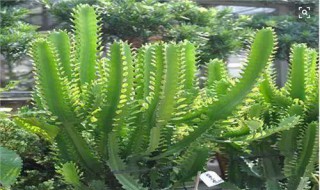 三棱箭的扦插方法(三棱箭的扦插方法图片)