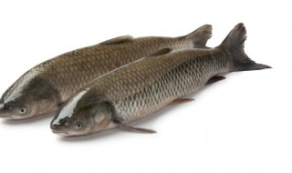 草鱼吃水葫芦吗 草鱼吃水葫芦吗会死吗