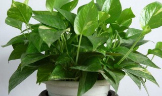 绿萝换盆后蔫了怎么办(绿萝换盆后蔫了怎么办呢)